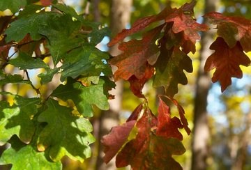Copper Oak Leaves