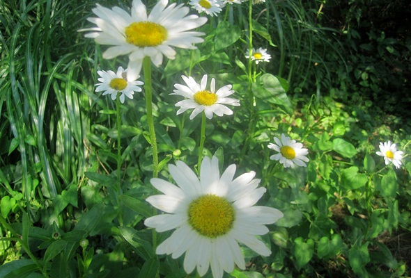 Daisies