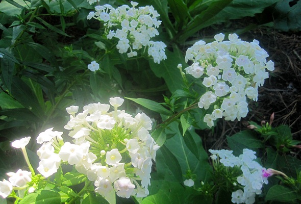 David Phlox