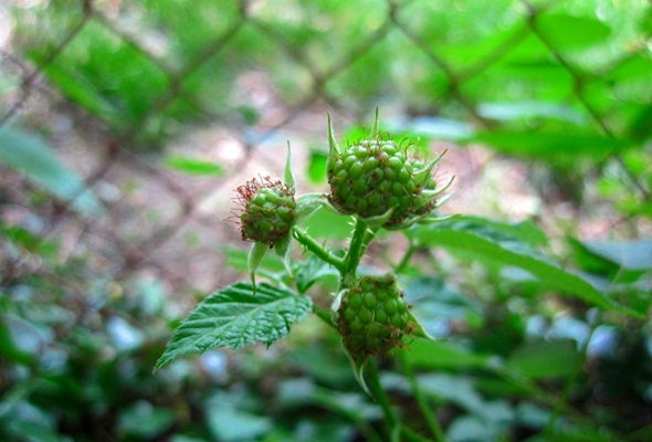 New Berries