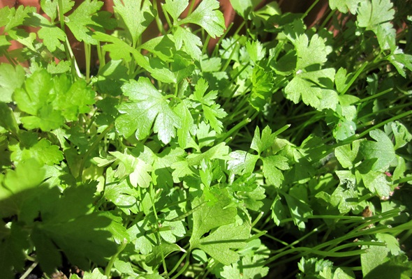 Parsley