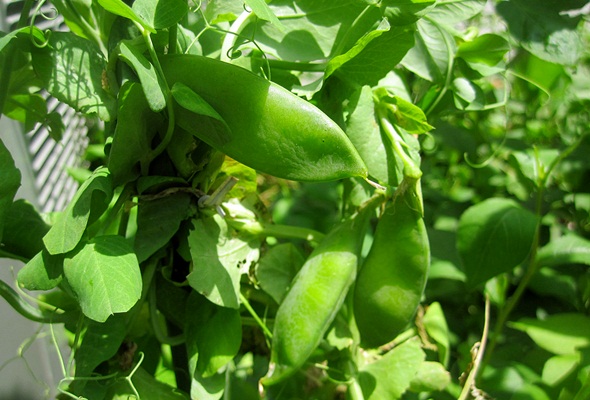 Peas
