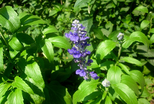Salvia