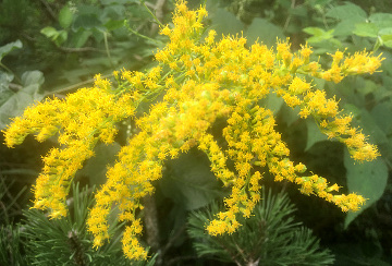 Foam Flowers