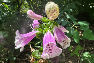 Foxgloves