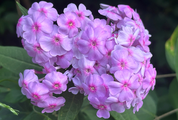 Purple Phlox