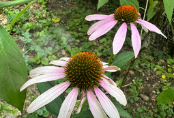 Purple Coneflowers