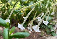 Nicotiana