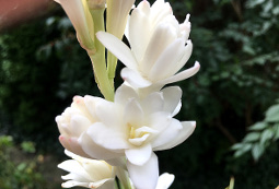 Tuberose