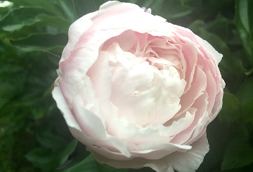 Peony