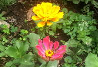 Zinnias