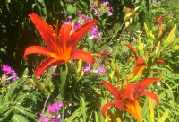 Red Daylilies