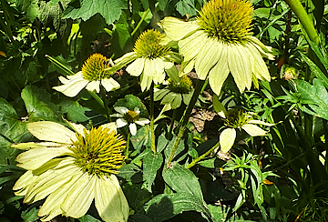 Yellow Coneflowers