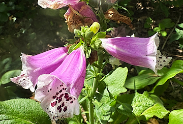 Foxgloves