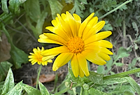 Calendula