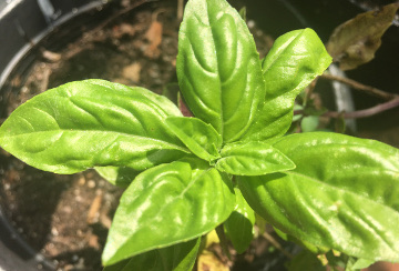 Italian Basil