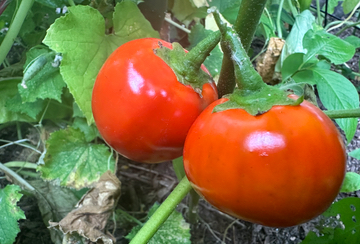 Orange Eggplants