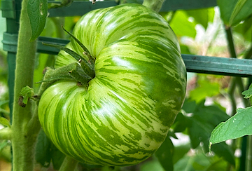 Green Tomatoes