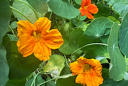 Nasturtiums