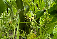 Cucumbers