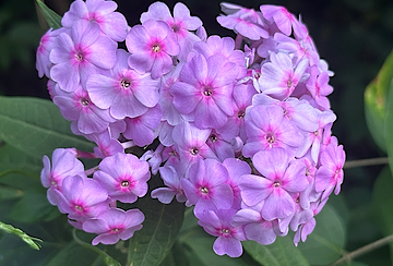 Purple Phlox