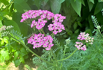 Pink Yarrow