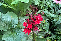 Cardinal Flower