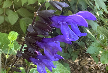 Black and Blue Salvia