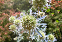 Sea Holly