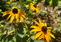 Black Eyed Susans