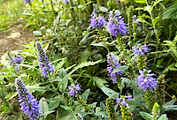 Purple Speedwell