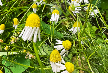 Chamomile