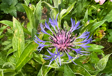 Centaurea