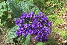 Heliotrope