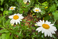 Daisies