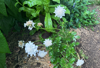 Pincushion Flower