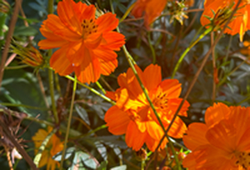 Orange Coreopsis