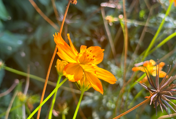 Orange Coreopsis