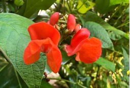 Red Runner Beans