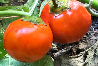 Orange Eggplants