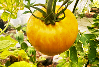 Yellow Tomato