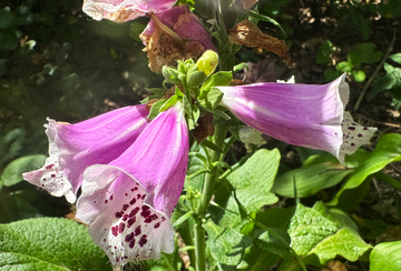 Foxgloves