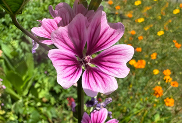 French Mallow