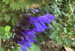 Black And Blue Salvia