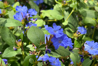 Plumbago