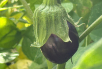 Eggplant