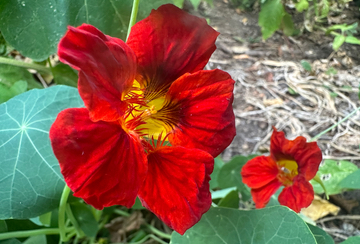 Red Nasturtium