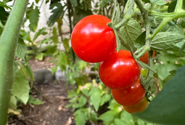 Red Tomatoes