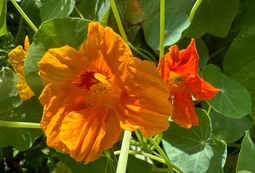 Orange Nasturtium