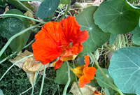 Orange Nasturtium